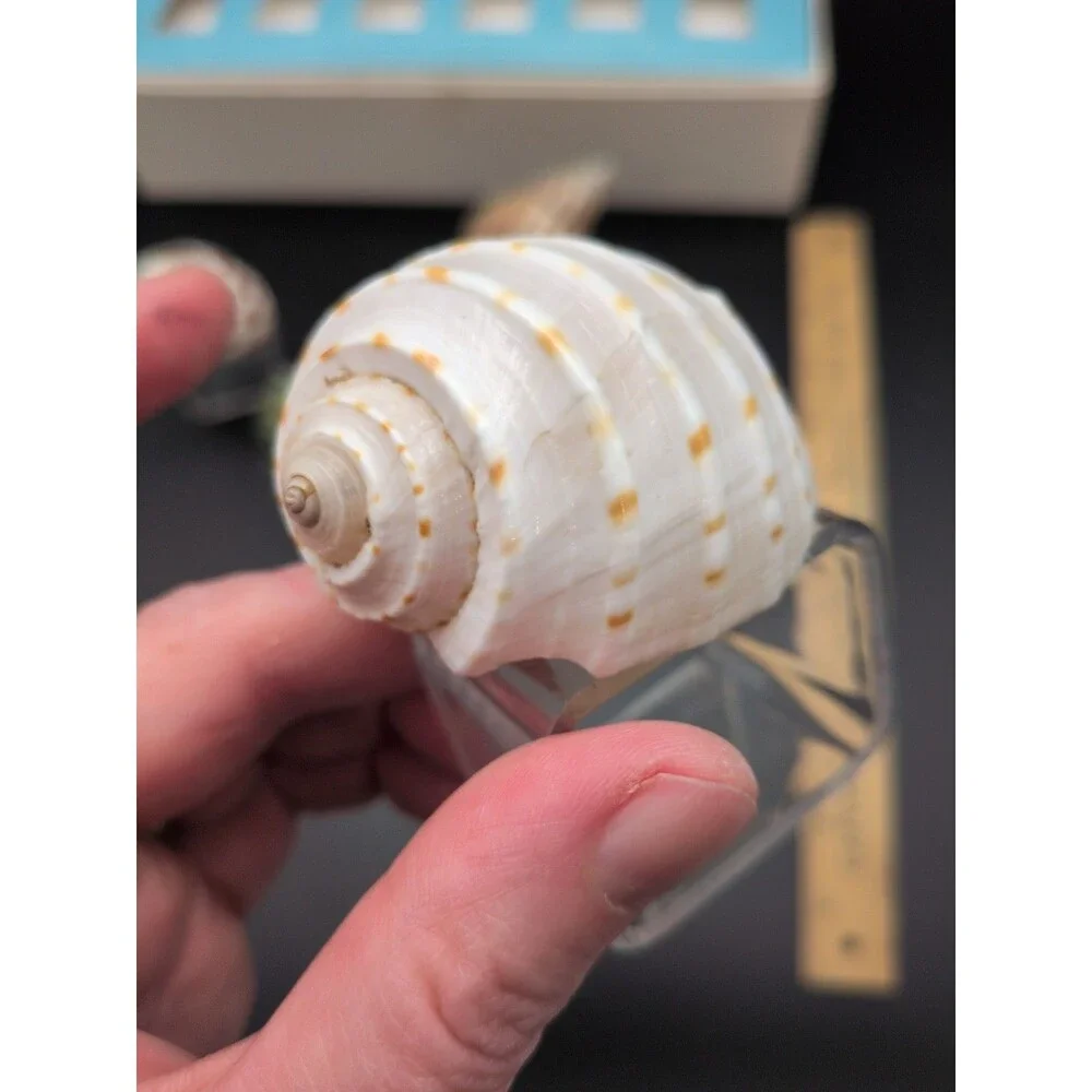 Set of 6 Sea Shell Napkin Rings Acrylic Rings
